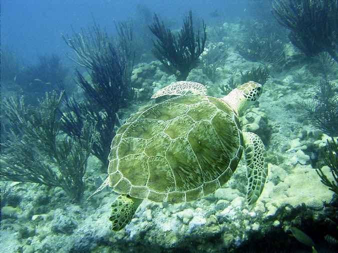 Green sea turtle at Looe KEy