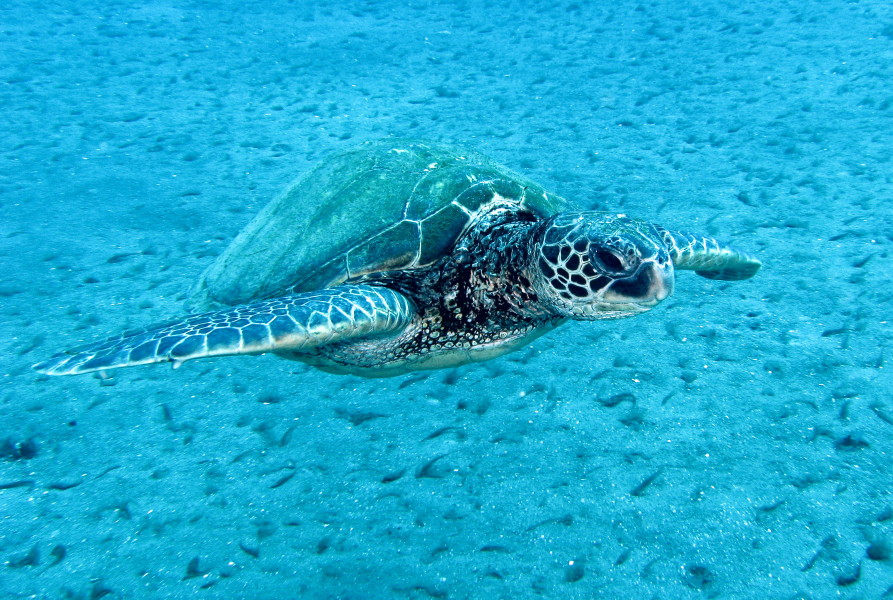 Green Sea Turtle