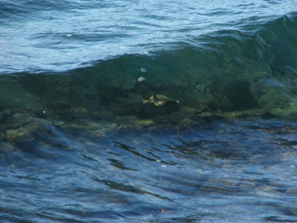 Green Turtle in a wave