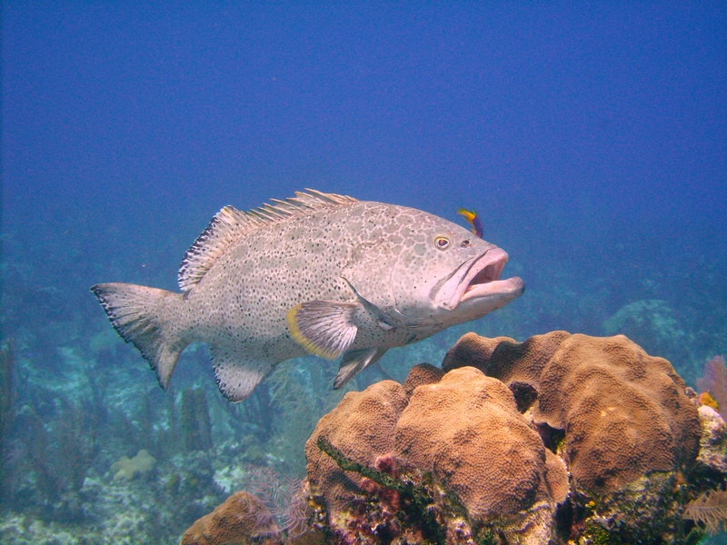 Grouper Gets Cleaned