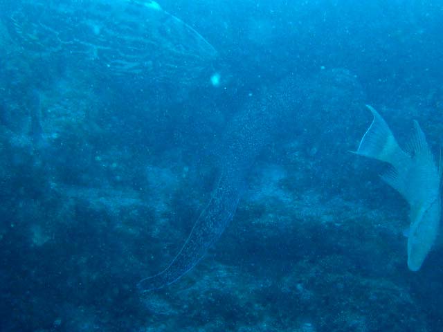 grouper,moray and hogfish