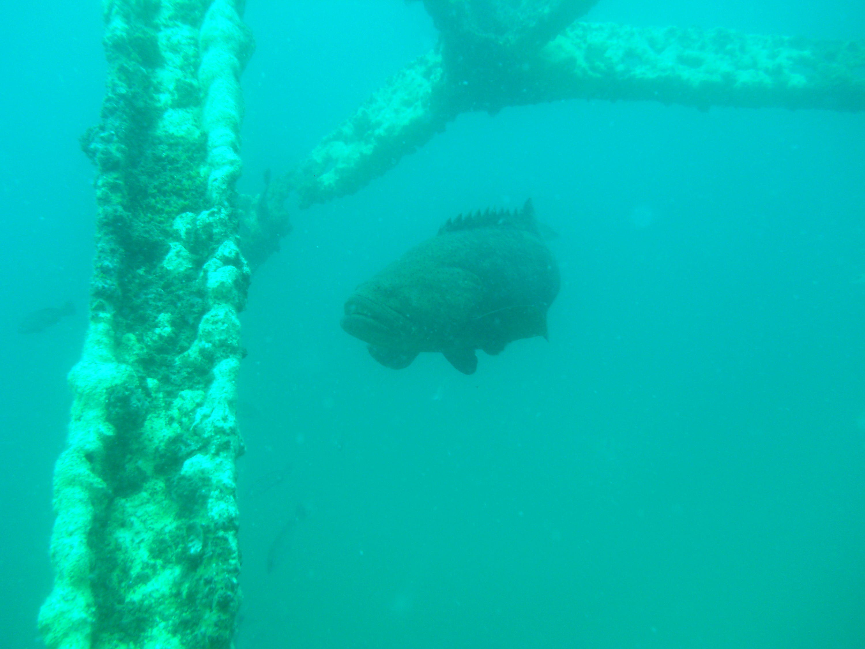Grouper on Bridge Span 12 PC Beach FL