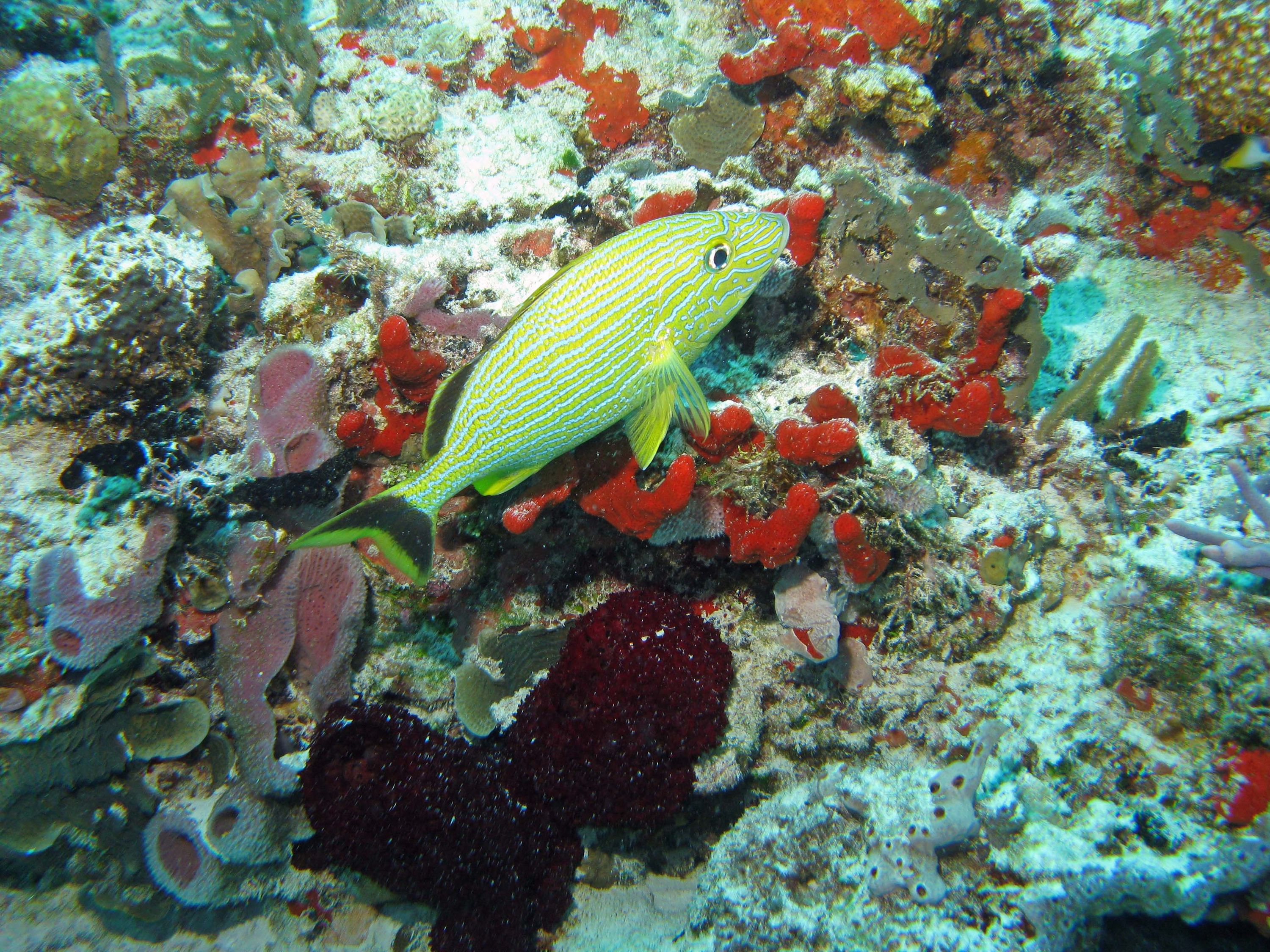 Grunt on Tortouga Reef