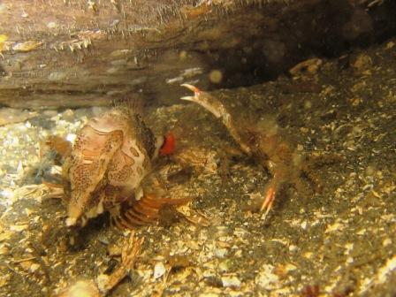 Grunt Sculpin and Crab