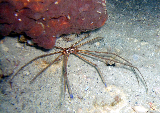 Gulf - Clearwater - Arrow Crab