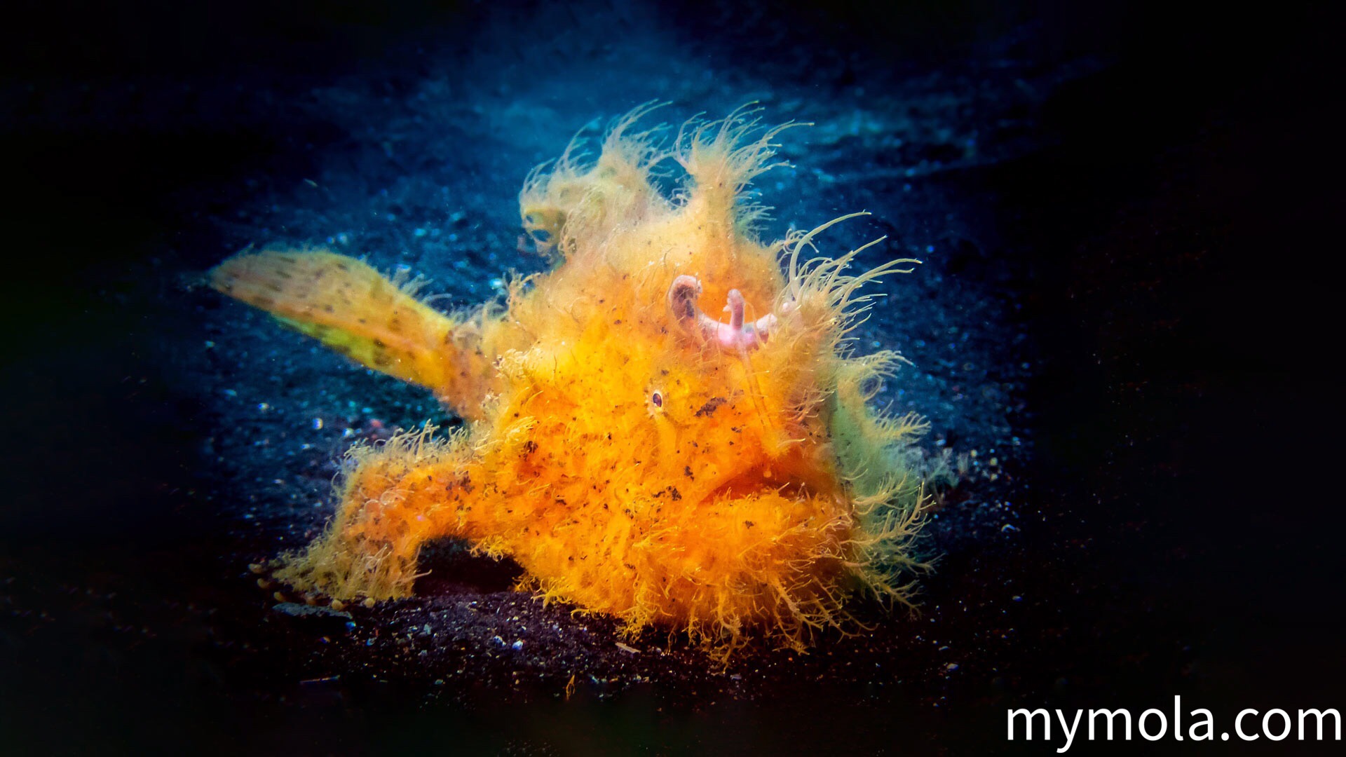 Hairy Frogfish - Lembeh, Indonesia