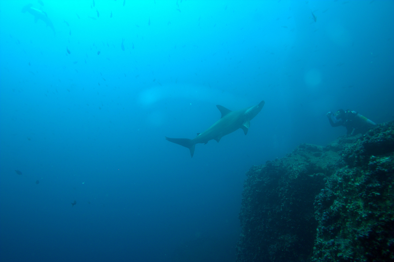 Hammerhead Shark and Diver