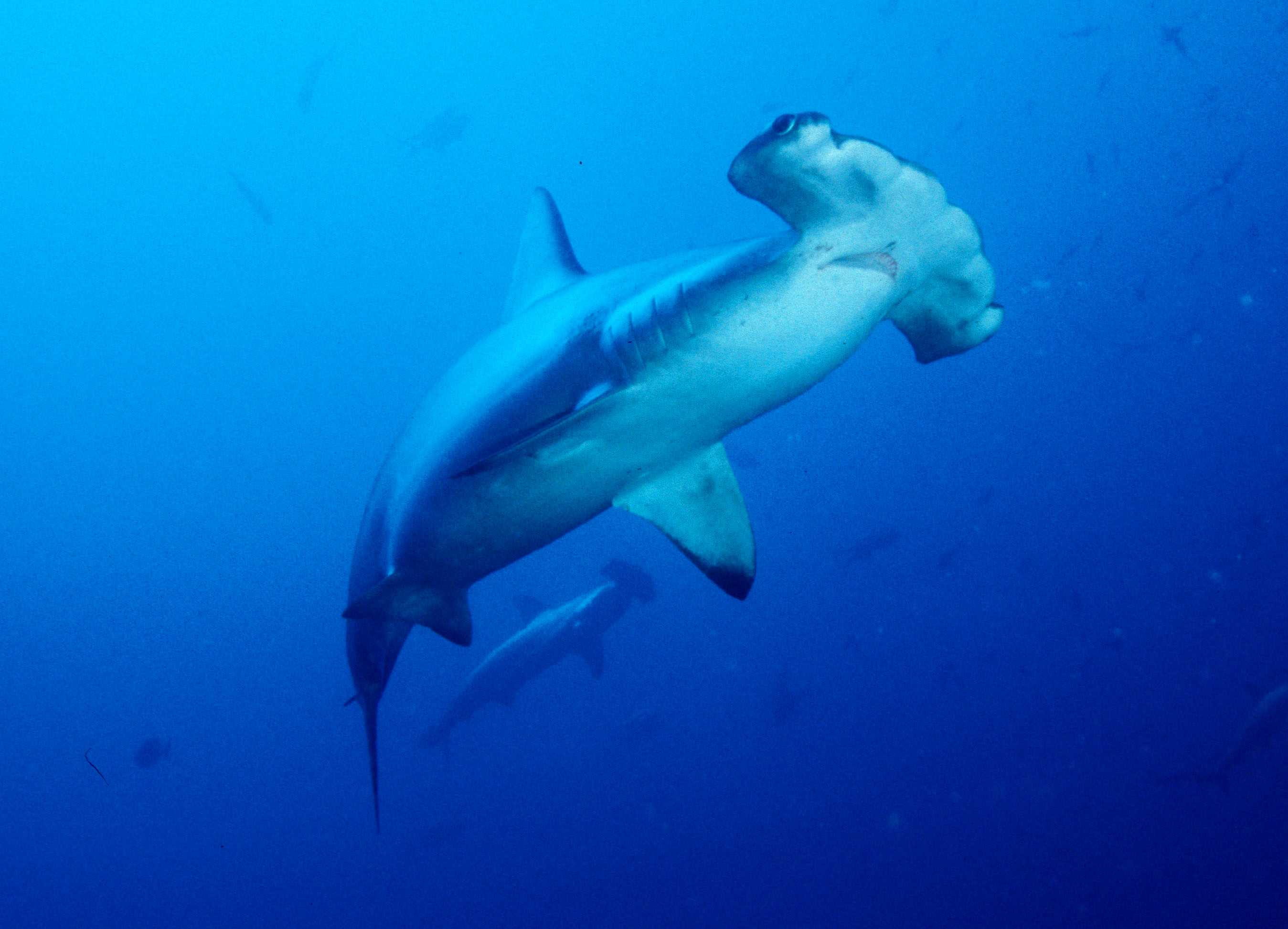 Hammerhead shark, Cocos Island