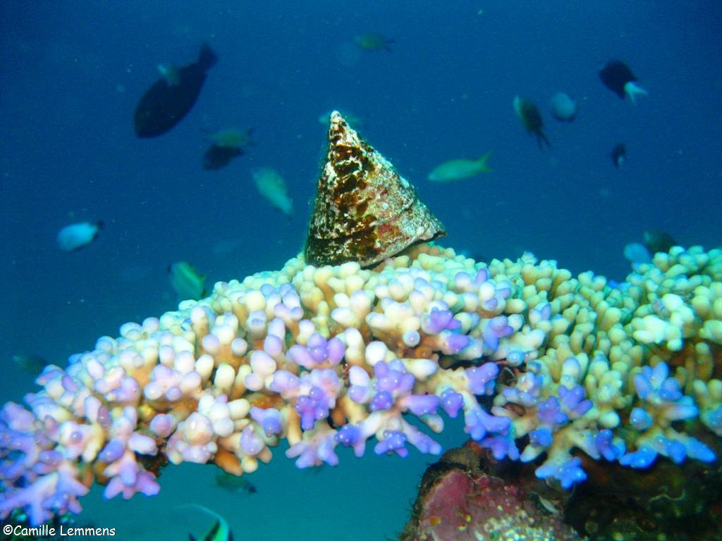 Hans Reef, Gili Air, Indonesia