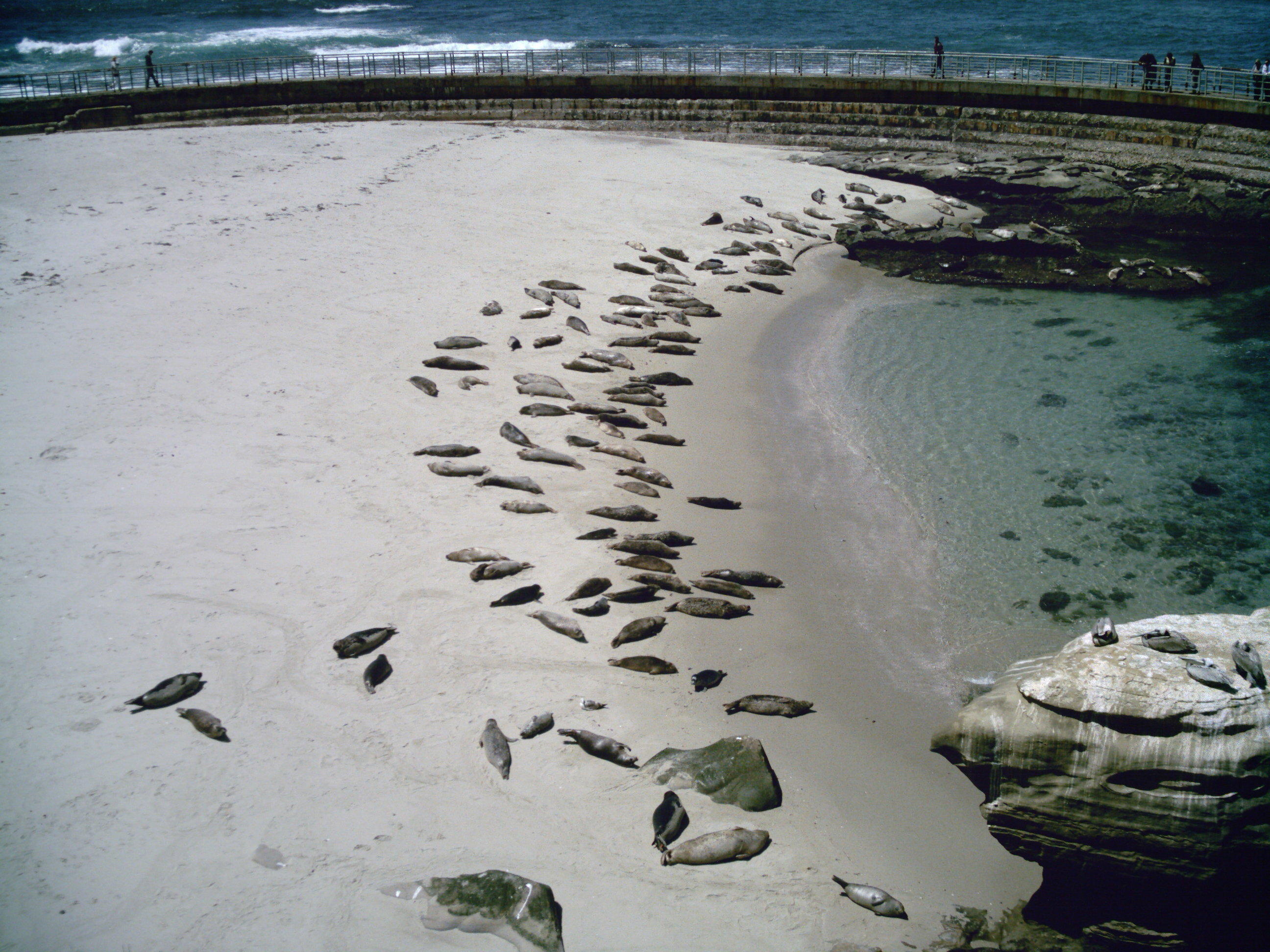 Harbor Seals and Pups
