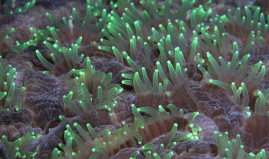 Hard Coral Polyps at Night
