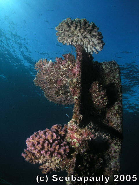 Hard_coral_on_Wreck1