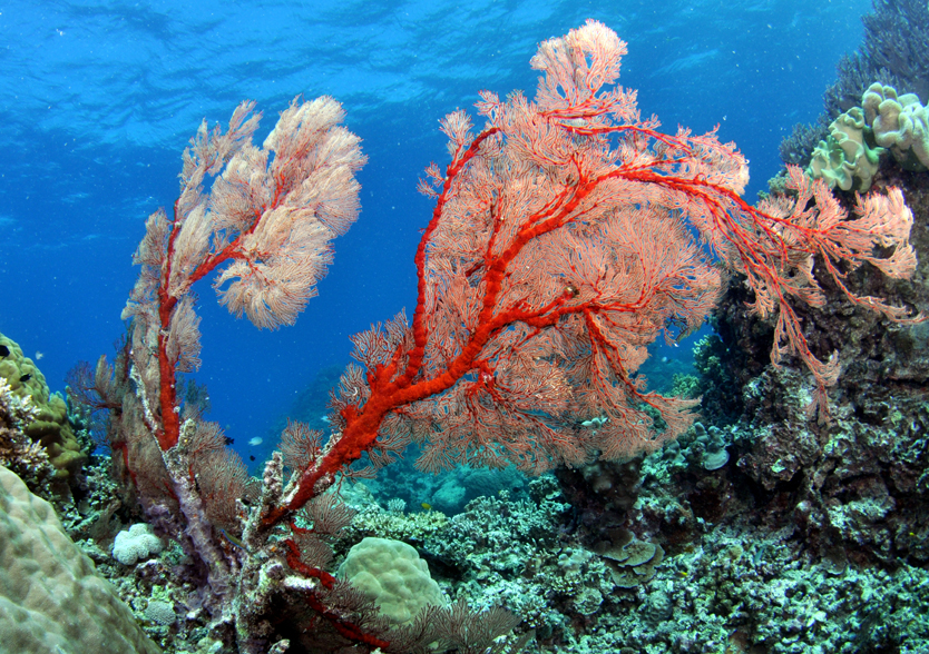hasting reef tree