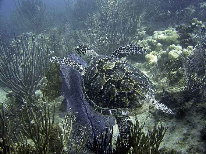 Hawks bill turtle at Looe Key
