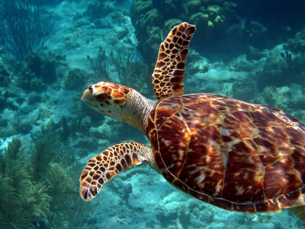 Hawksbill Turtle - Grand Cayman
