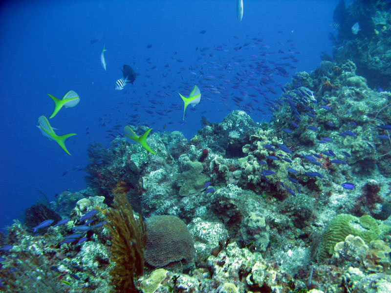 Healthy Cozumel Reefs