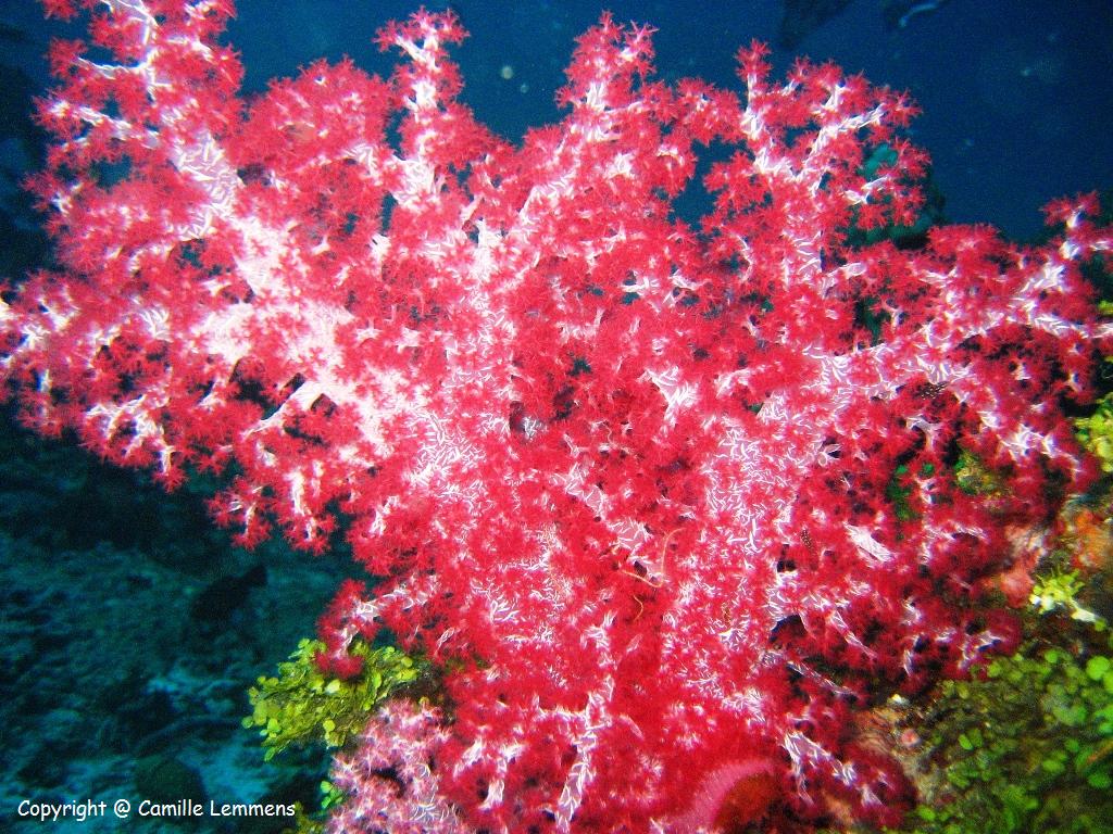 Hemprich's Soft Coral