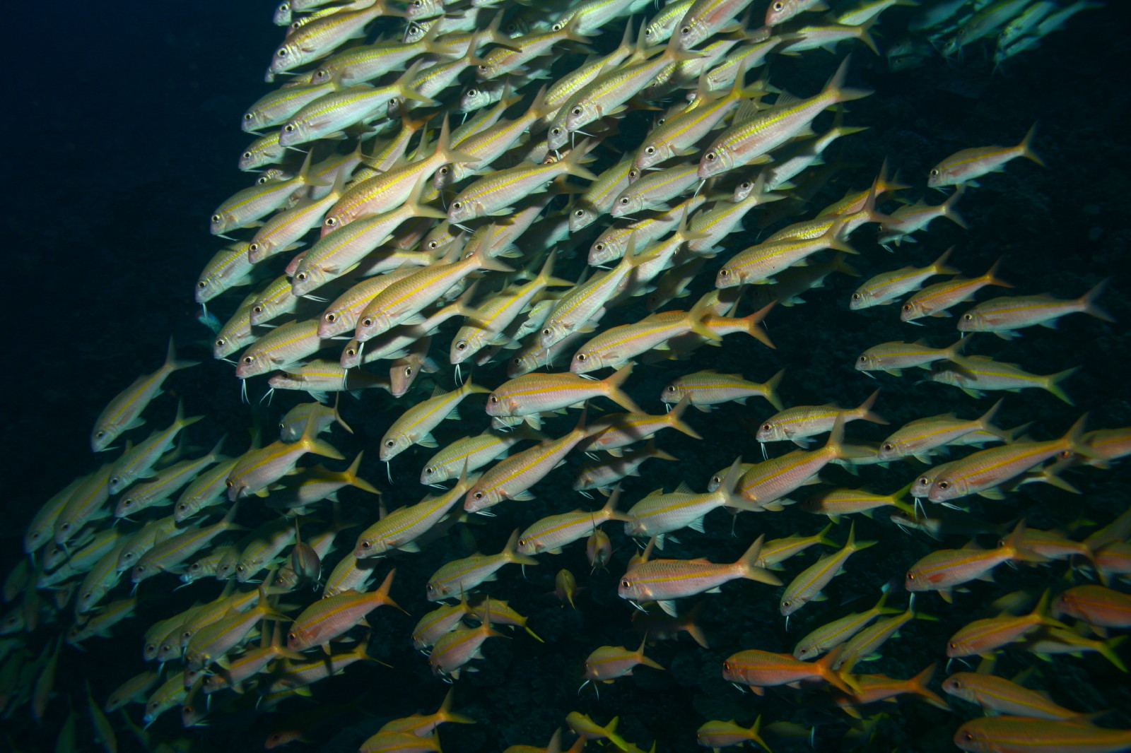 Herd of goatfish