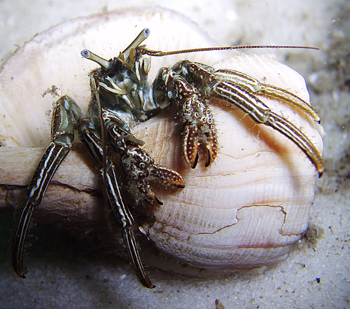 Hermit Crab - Destin jetties