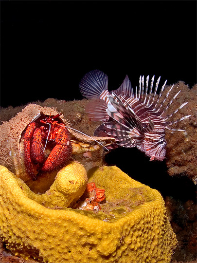 Hermit Crab & Lionfish
