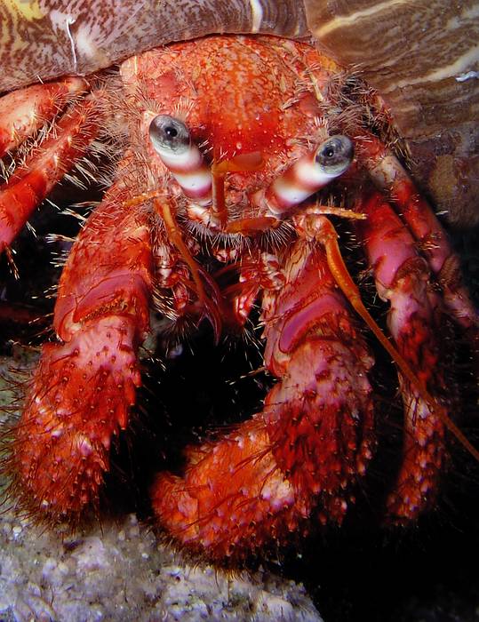 Hermit Crab (Mediterranean/Greece)