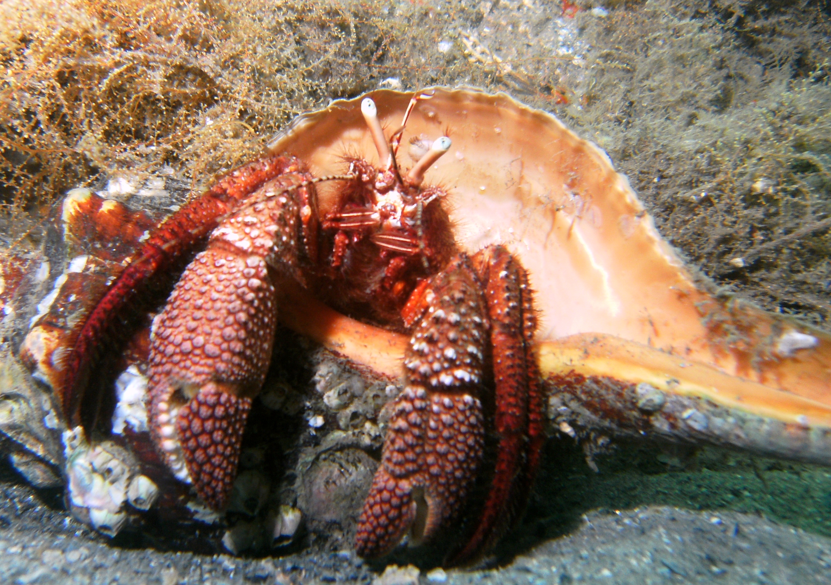 hermit crab September 2010