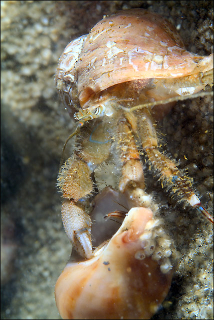 Hermit Crab Shell-Jacking