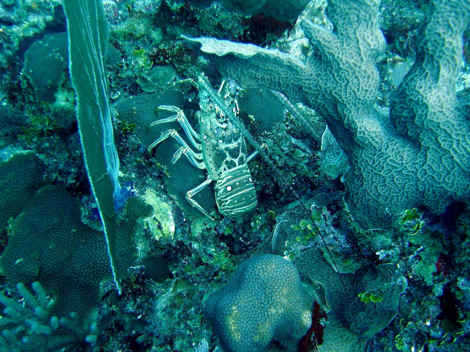 Hidden Lobster