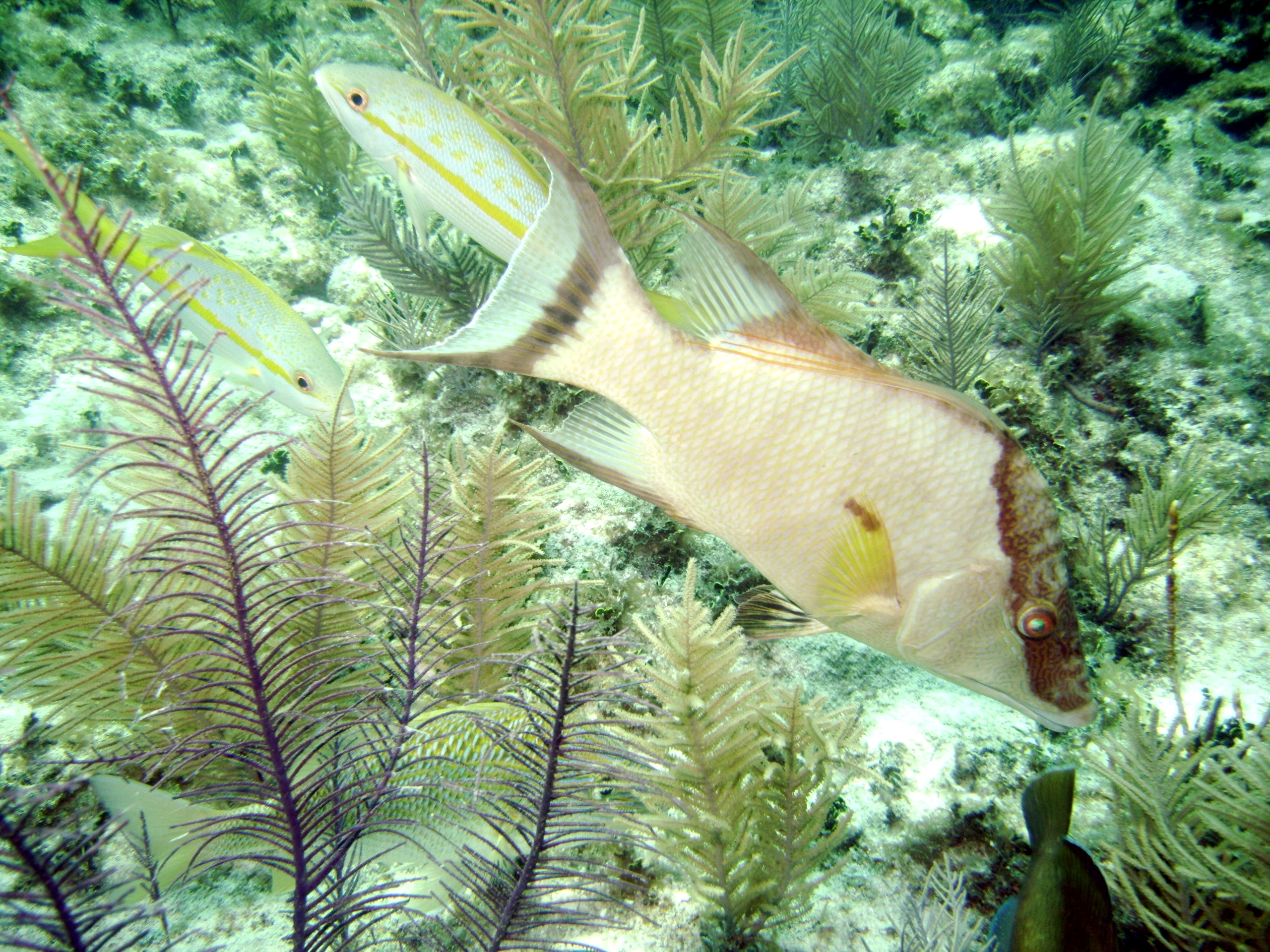 hogfish_yellow_tail_snapper