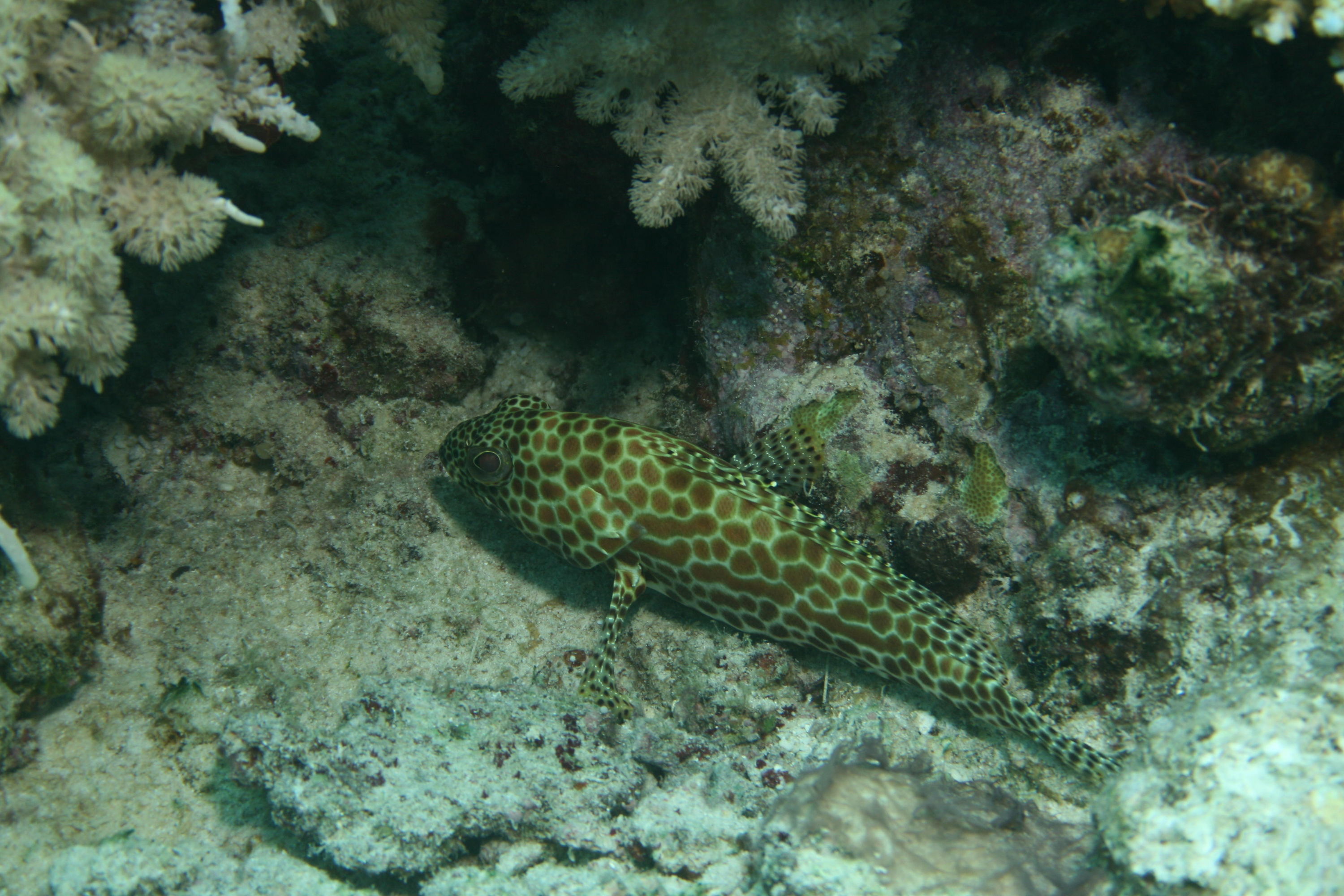 honeycomb_grouper