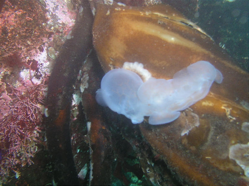Hooded Nudibranch on kelp