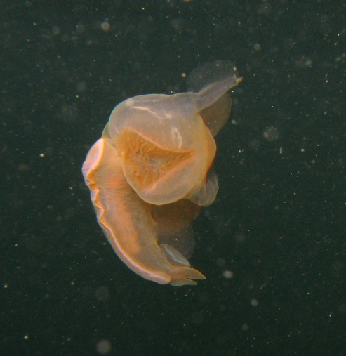 Hooded Nudibranch swimming