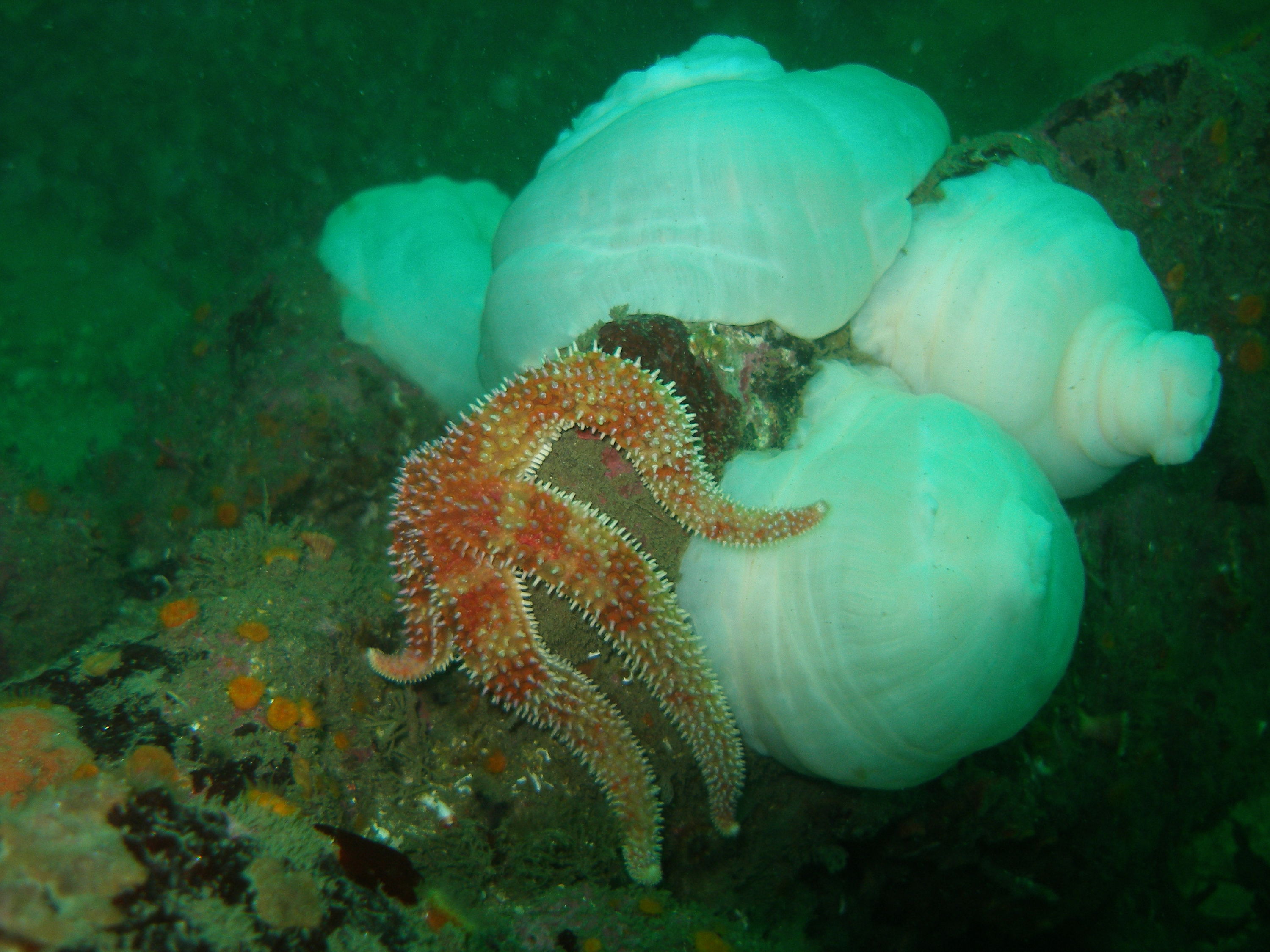 Hopkins deep (Aquarium Reef) Monterey, 1/8/06