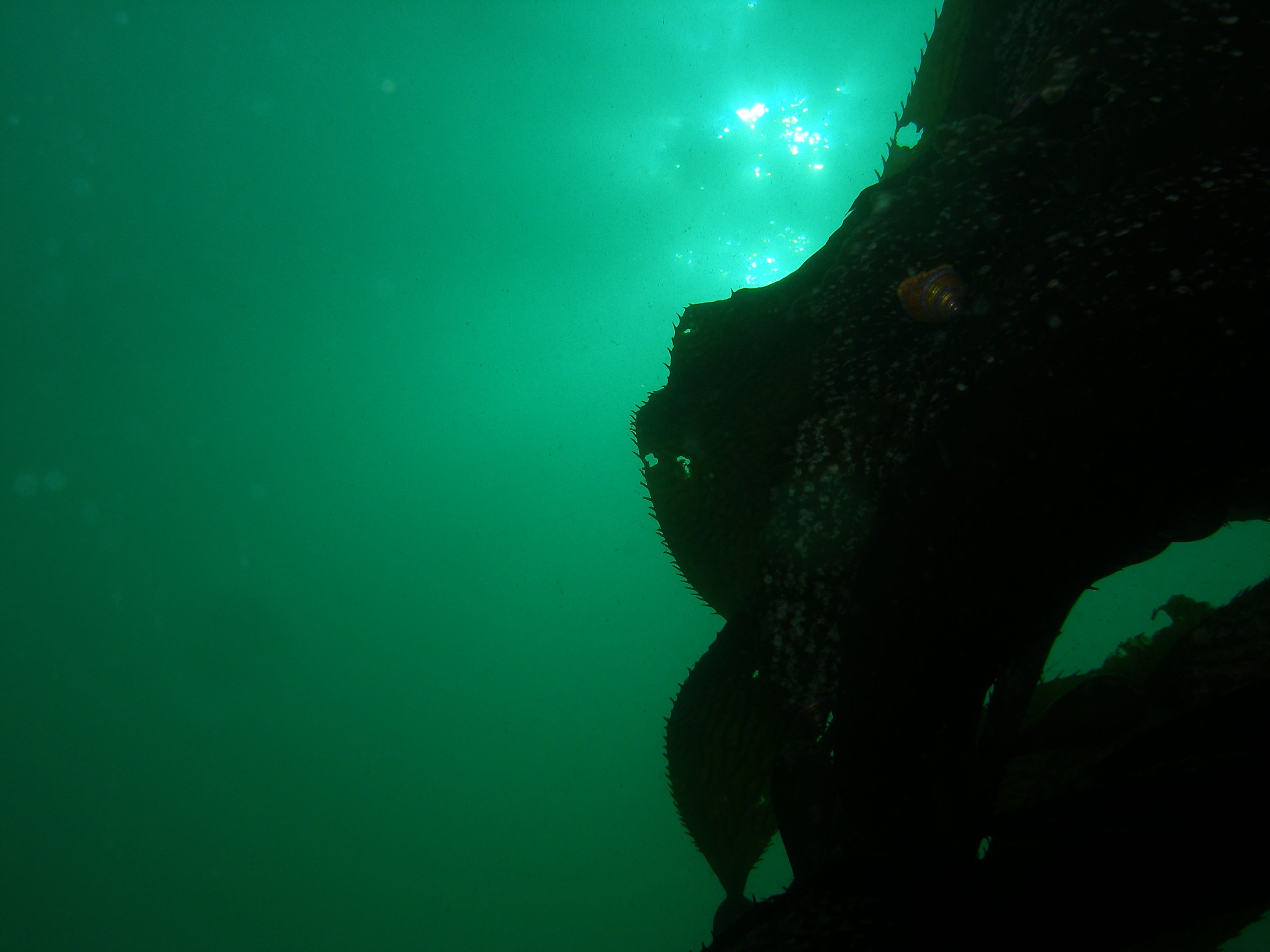 Hopkins deep (Aquarium Reef) Monterey, 1/8/06