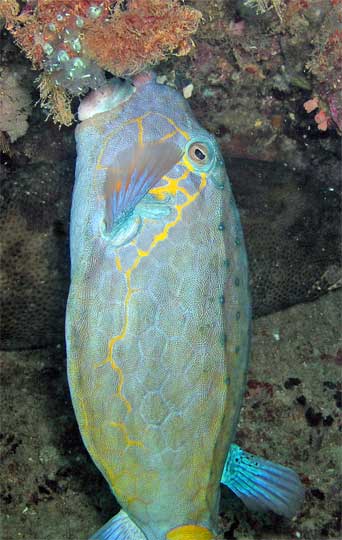 Horn Nosed Boxfish feeding