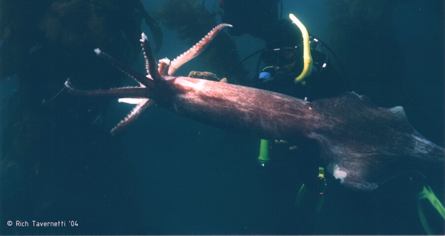 Humboldt Squid and Diver