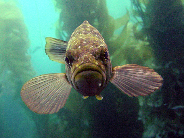 Hungry Kelp bass