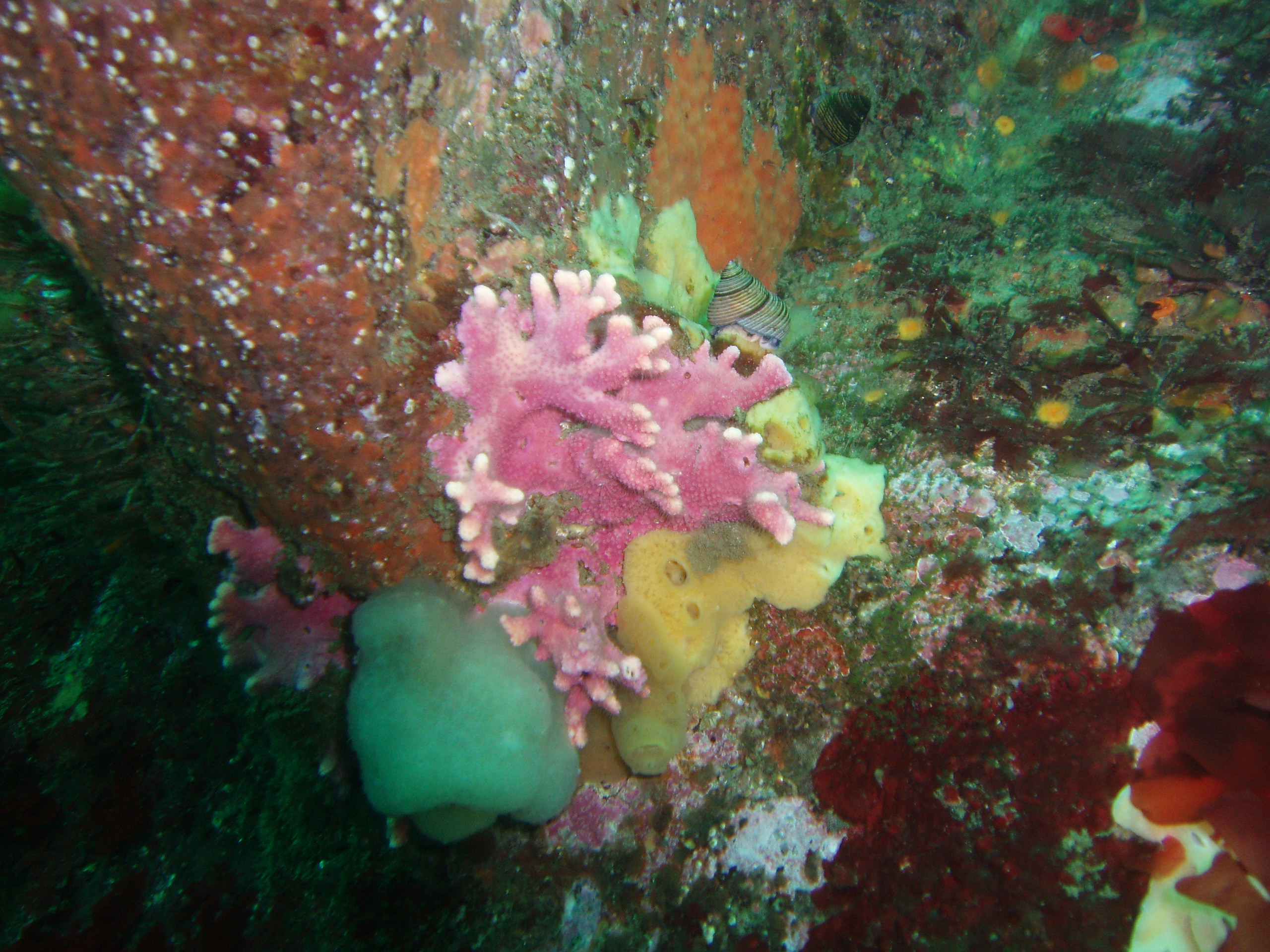 Hydrocoral, Lobed Tunicate, Encrusting Sponge