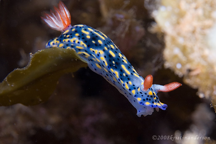 Hypselodoris infuctata in the weed