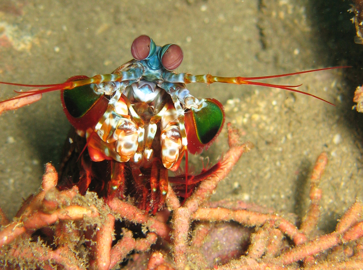 IMG_3203_mantis_shrimp