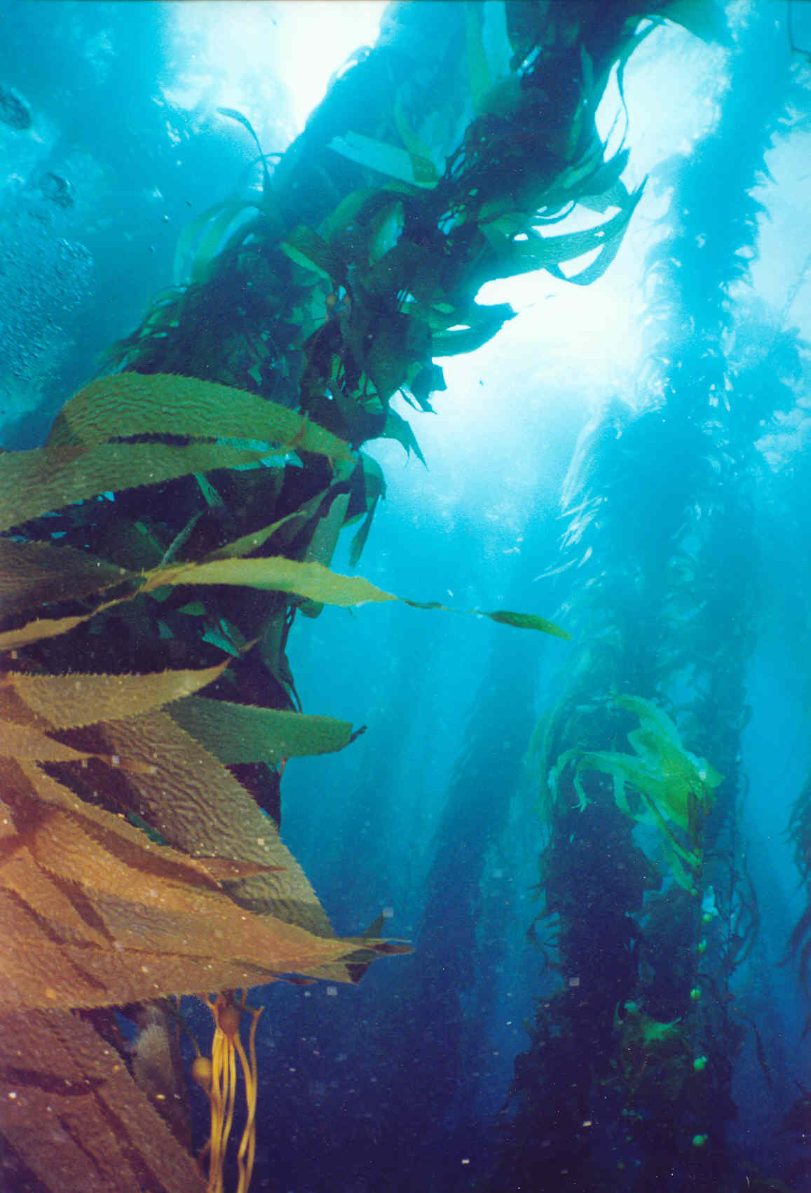 In a Kelp Forest