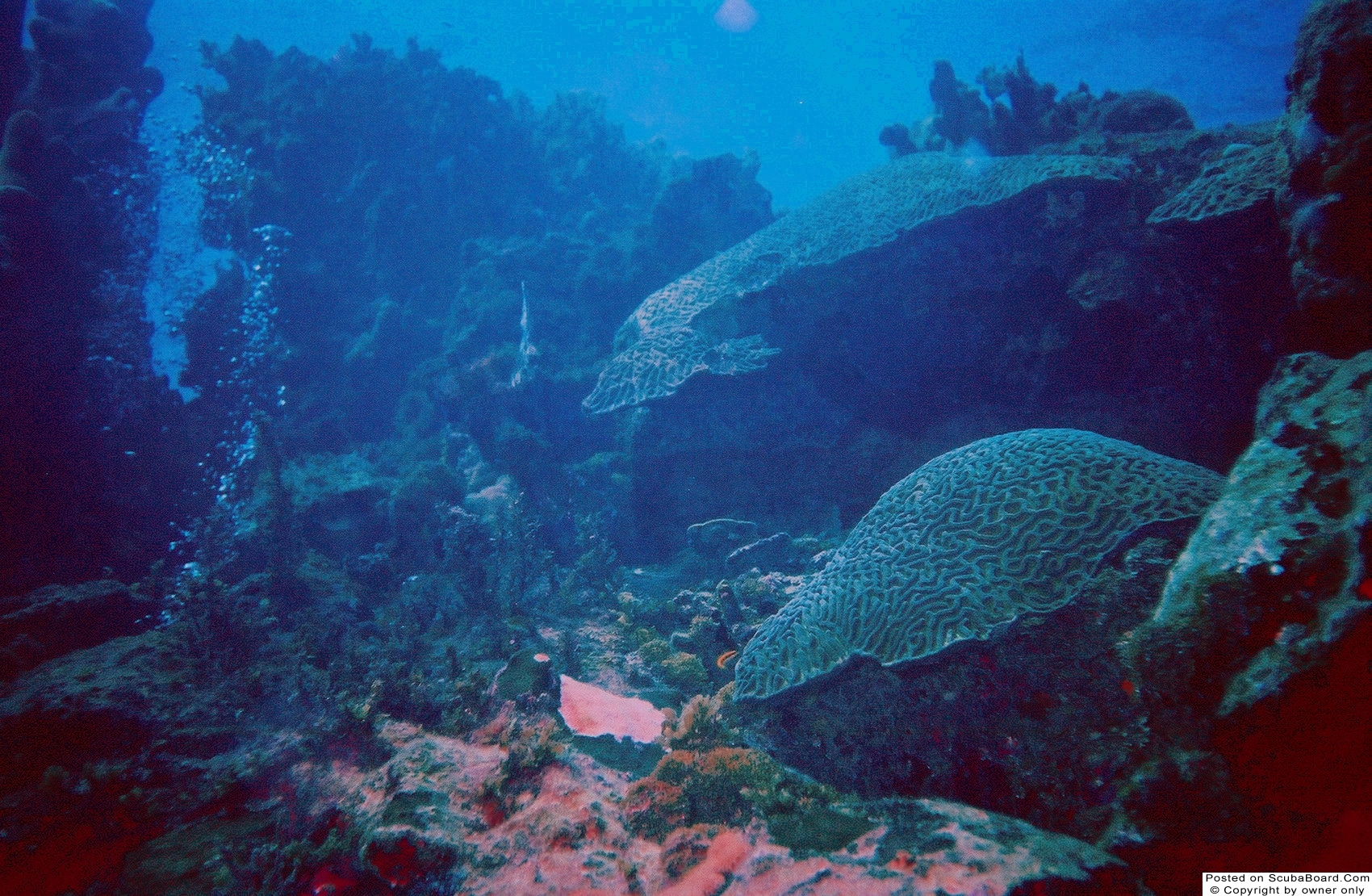 Jamaica Coral