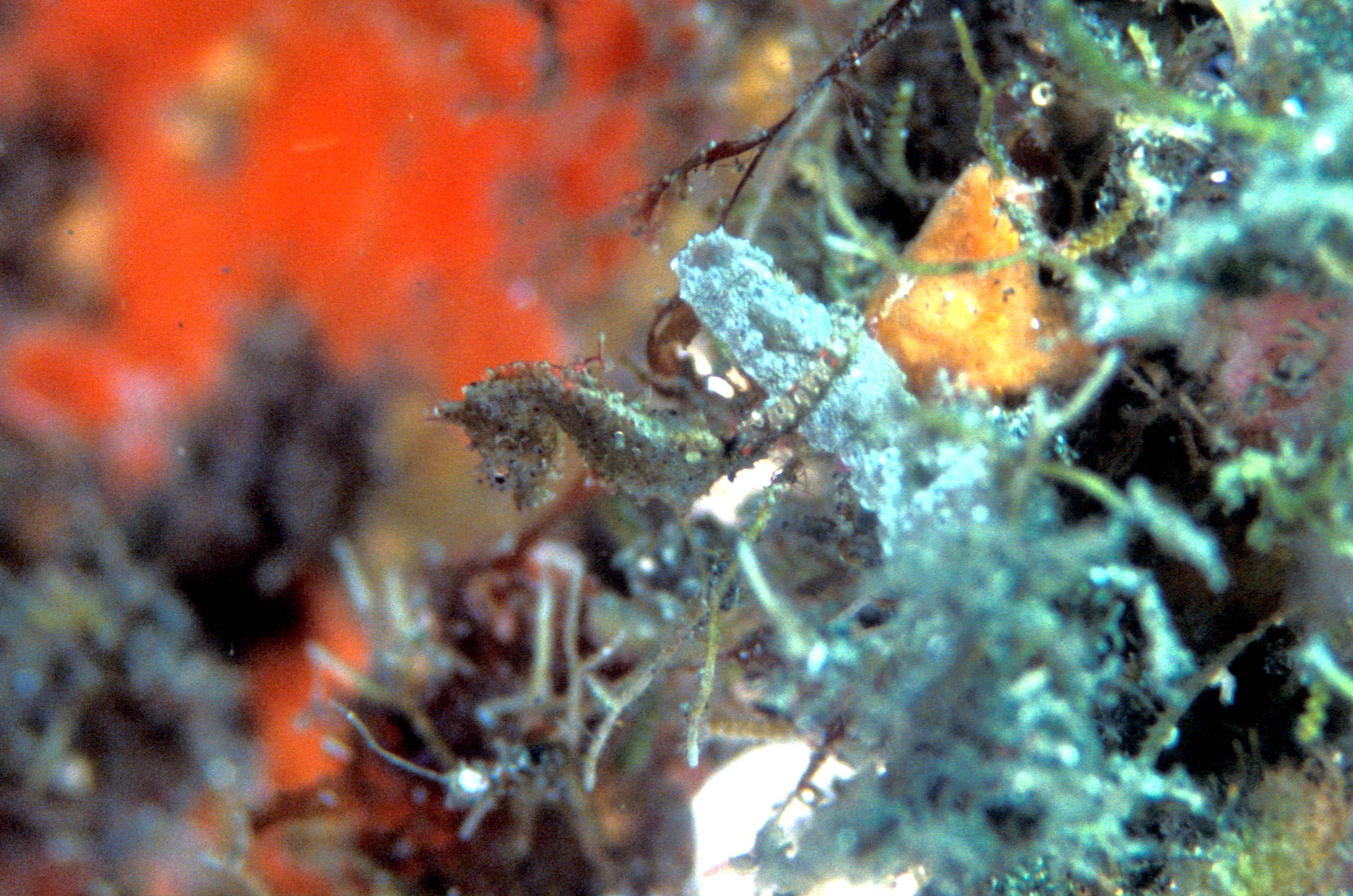 japanese pygmy seahorse