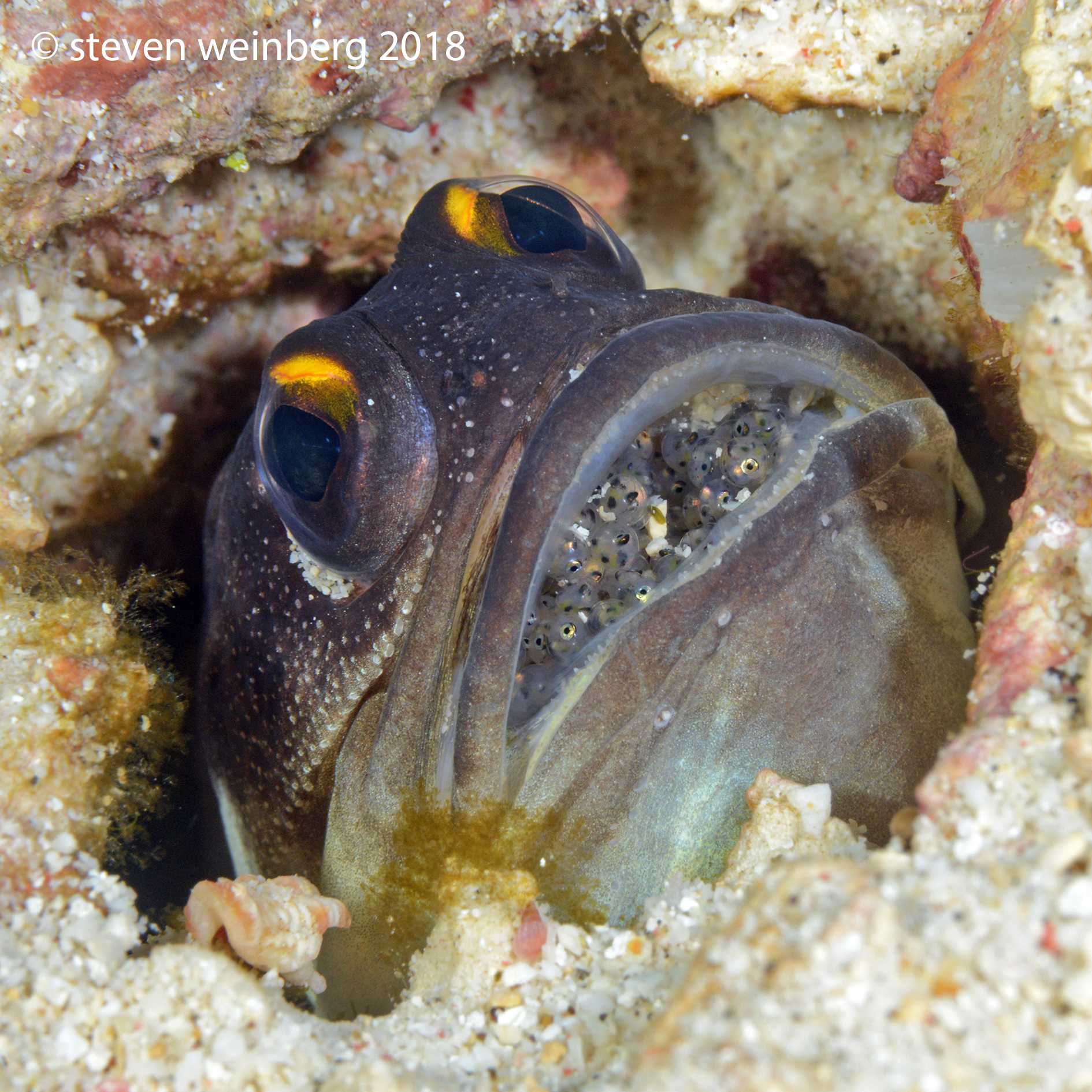 Jawfish with its eggs