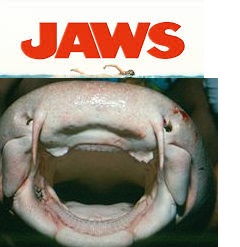 JawsPoster with a Nurse Shark