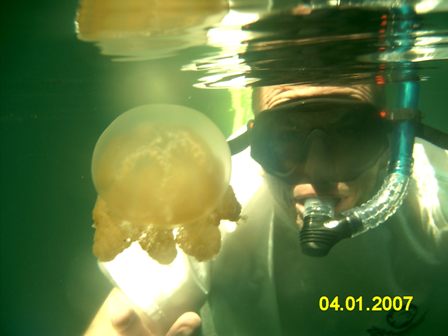 Jelly Fish Lake