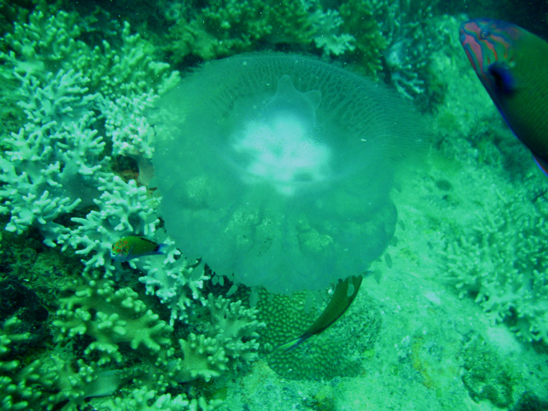 Jellyfish getting nibbled