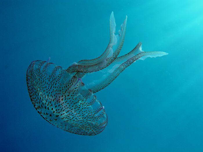 Jellyfish (Meditteranean/Greece)