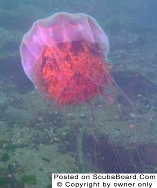 jellyfish6