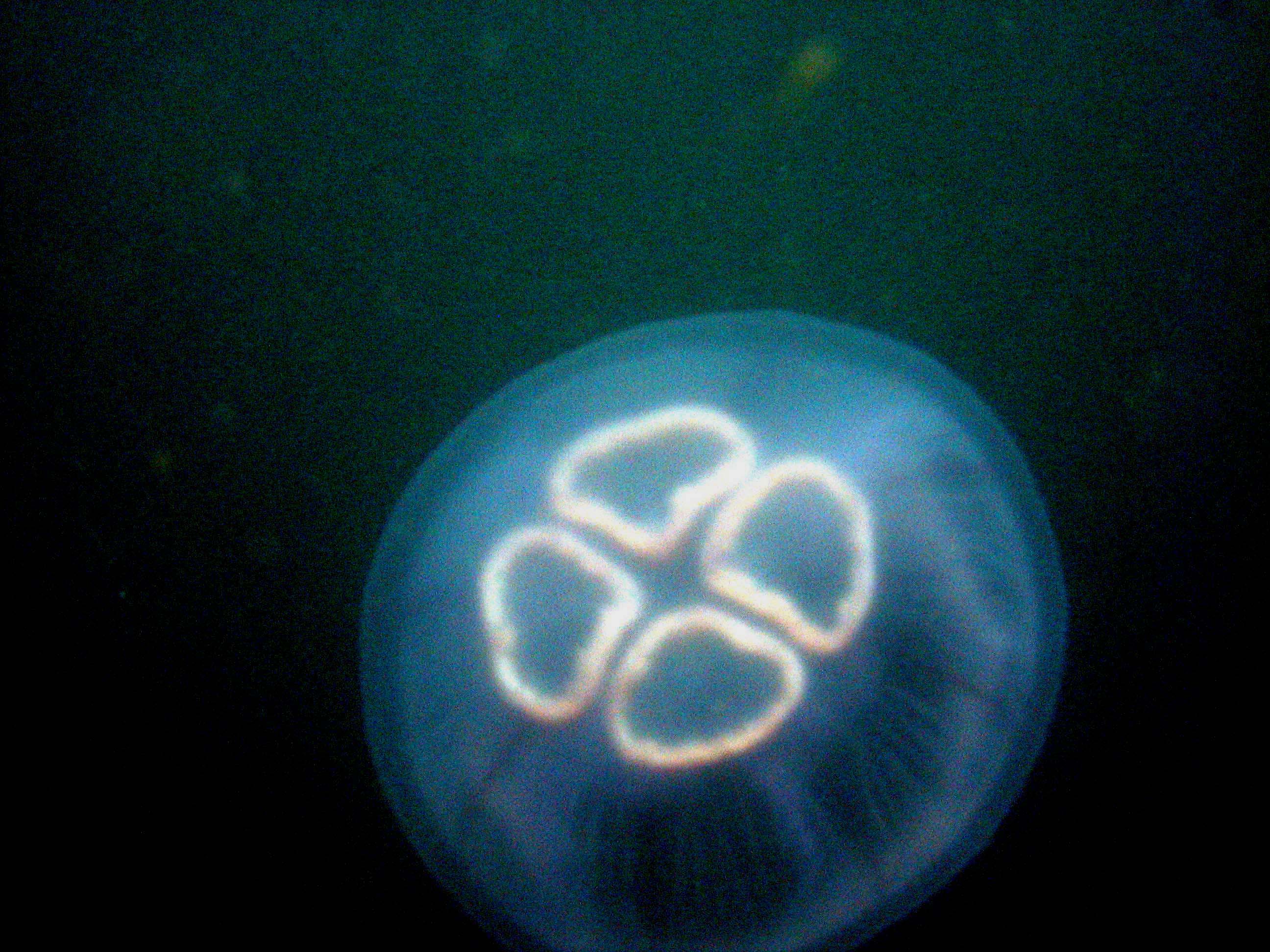 jellyfish_in_the_gloom-_oban